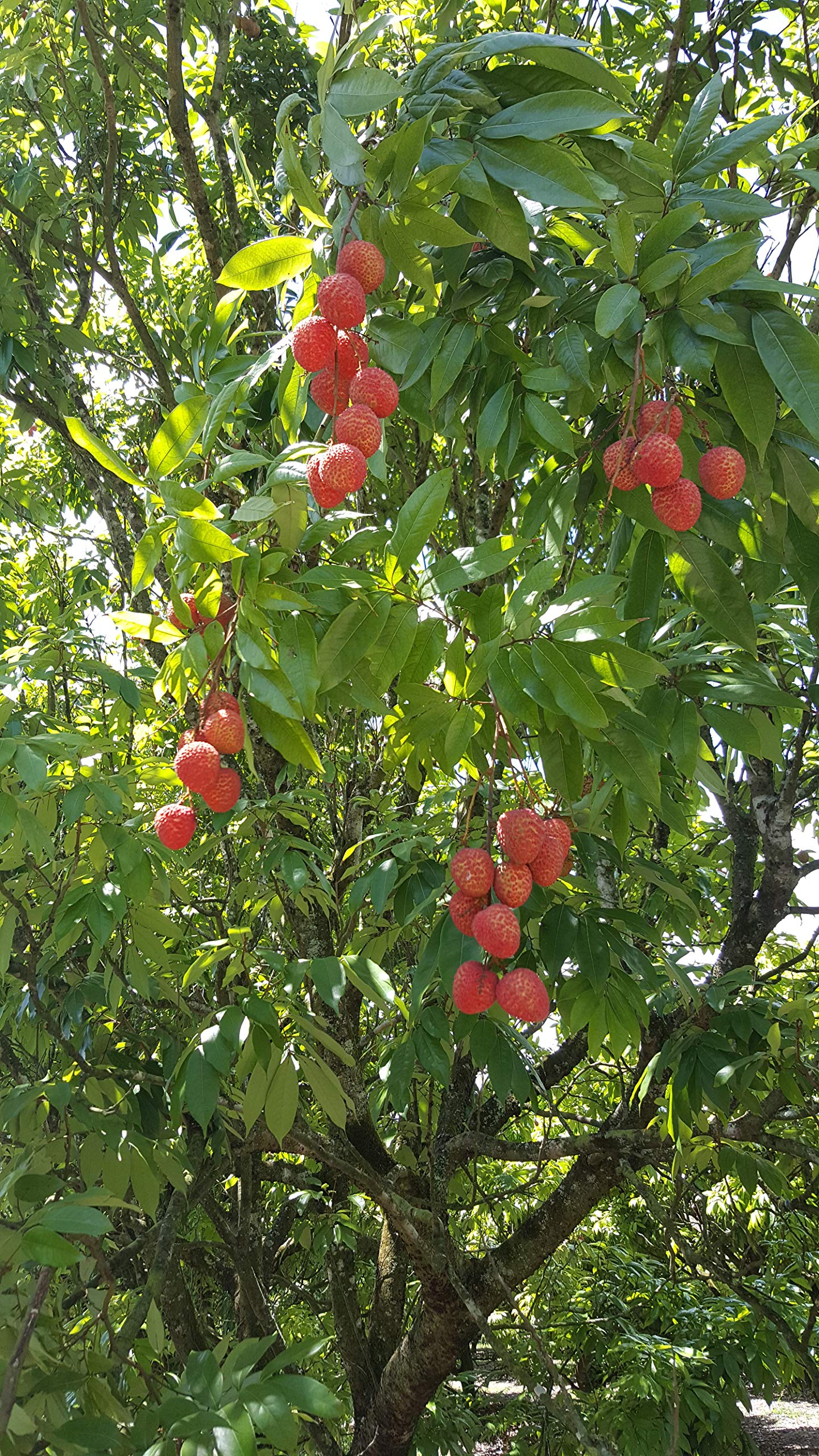 Fresh Lychee - 2lb
