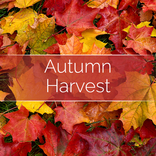 Autumn Harvest - 14oz Filled Candle