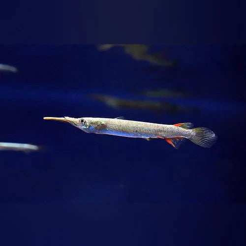 Halfbeak fish 1”-1.5”