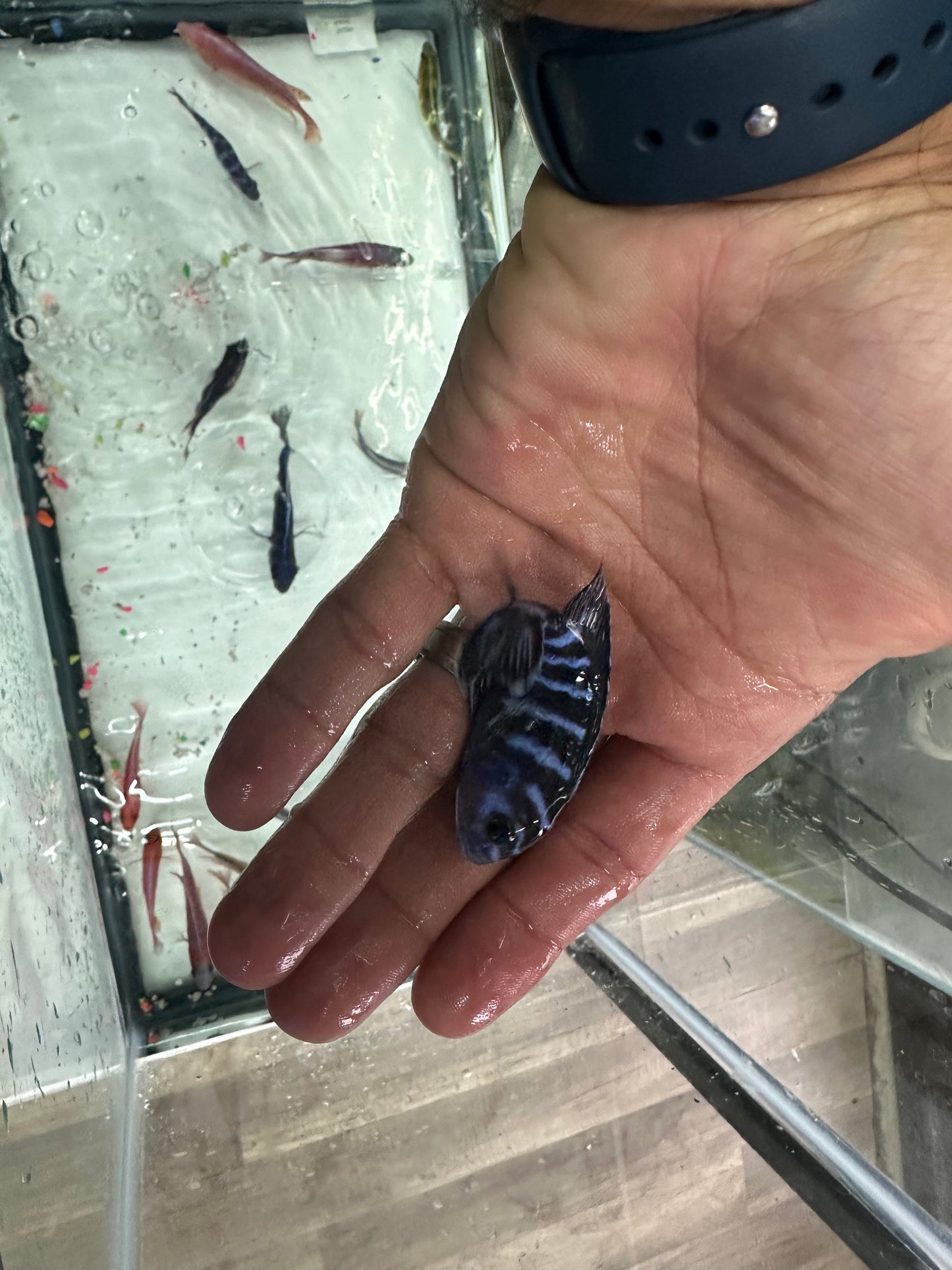 Chindongo demasoni Demasoni Cichlid