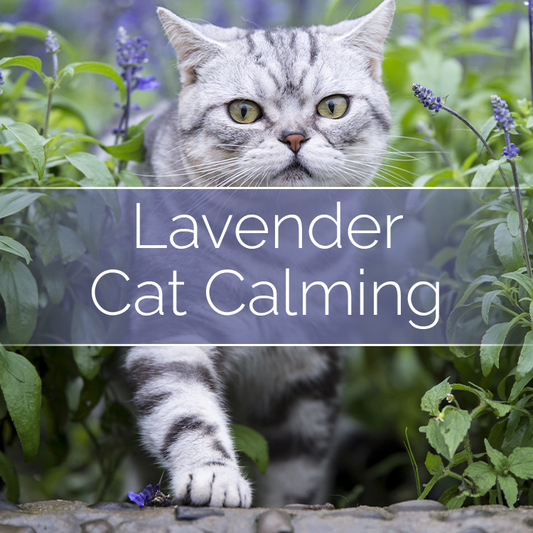 Cat Calming - 14oz Filled Candle