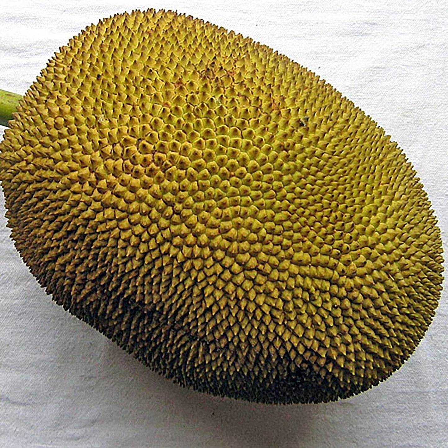 Fresh Whole Jackfruit 10-25 lb