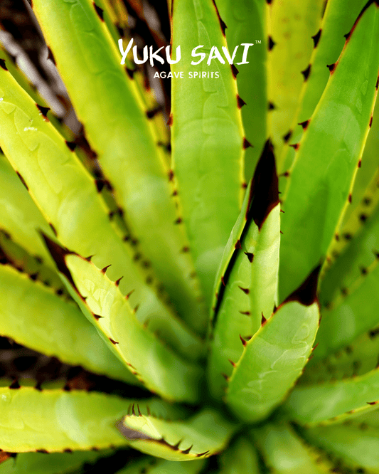Yuku Savi - 'Candelillo' Mezcal (Candelillo| 750ML)