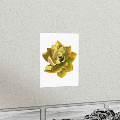 Noble Aeonium Succulent Botanical Print – Unframed Wall Art