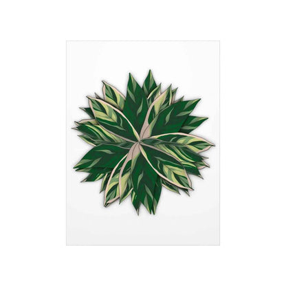 Stromanthe Triostar Botanical Print – Unframed Wall Art