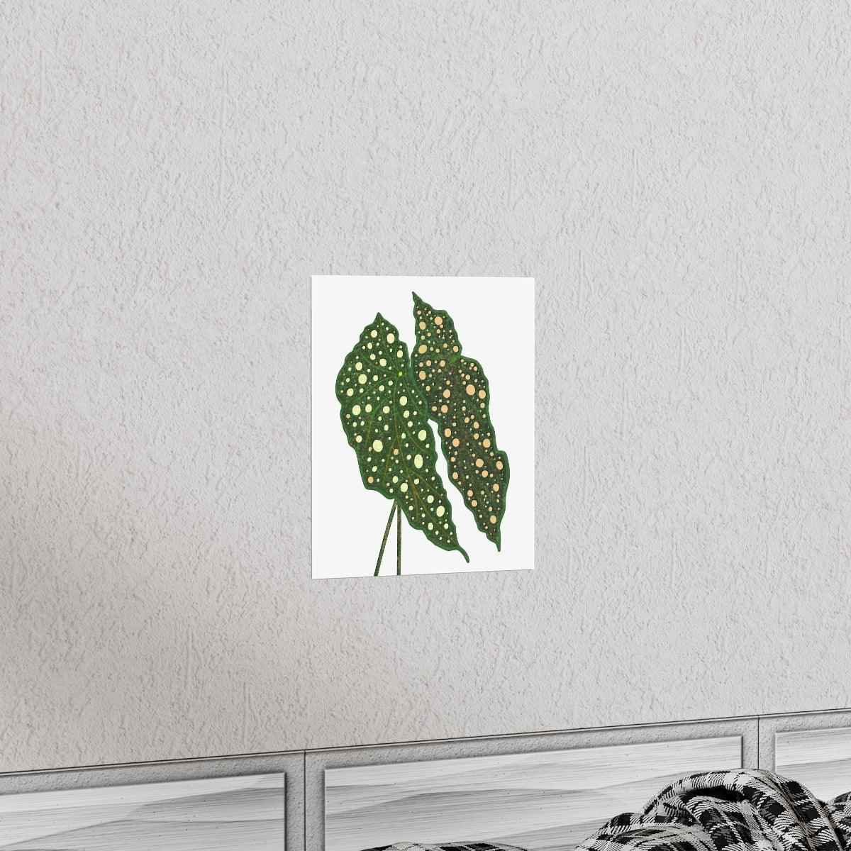 Begonia Maculata Botanical Print – Unframed Wall Art