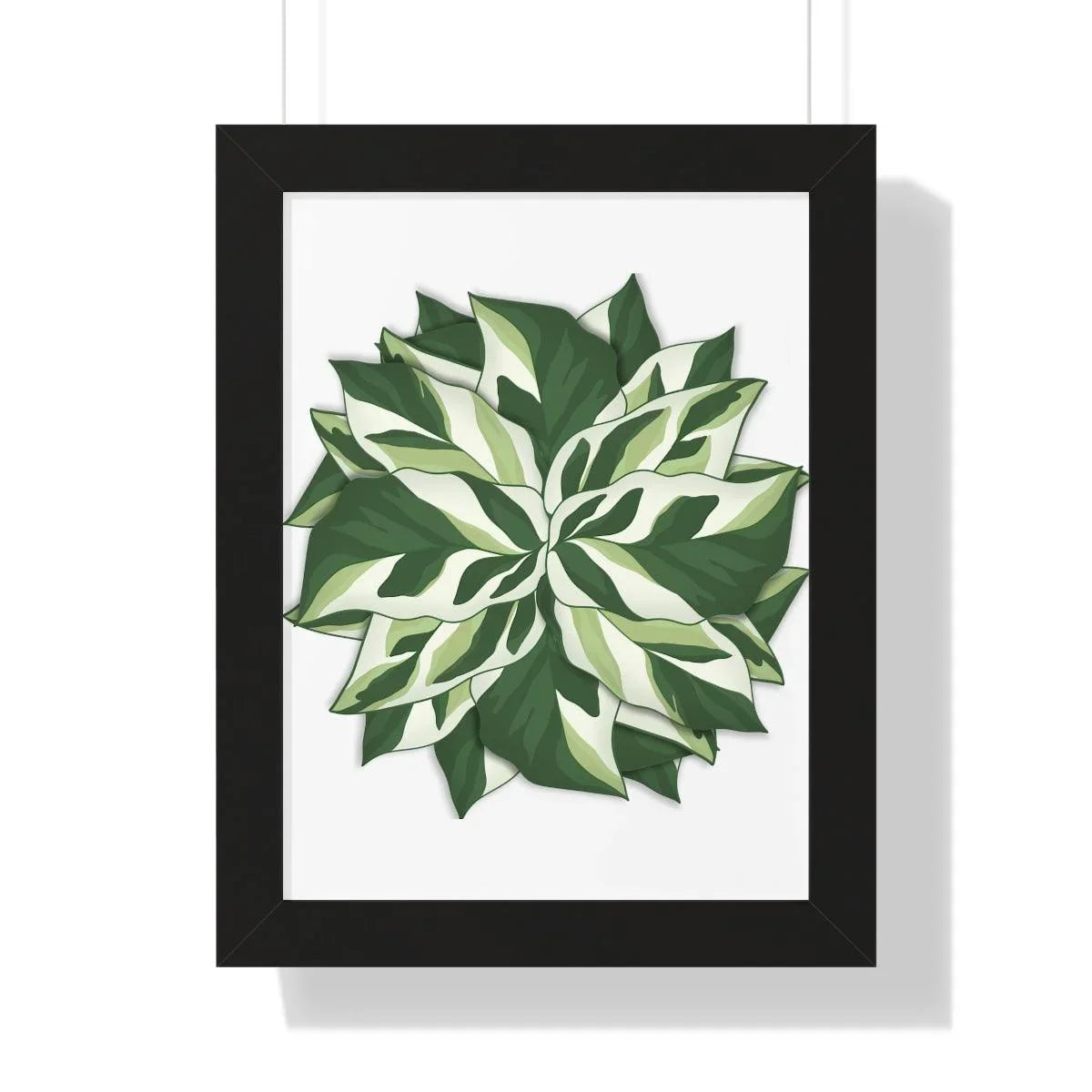 Calathea White Fusion Framed Print – Botanical Wall Art