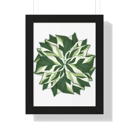 Calathea White Fusion Framed Print – Botanical Wall Art
