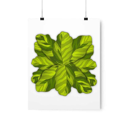 Calathea Yellow Fusion Botanical Print – Unframed Wall Art