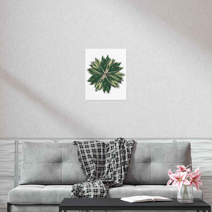 Stromanthe Triostar Botanical Print – Unframed Wall Art