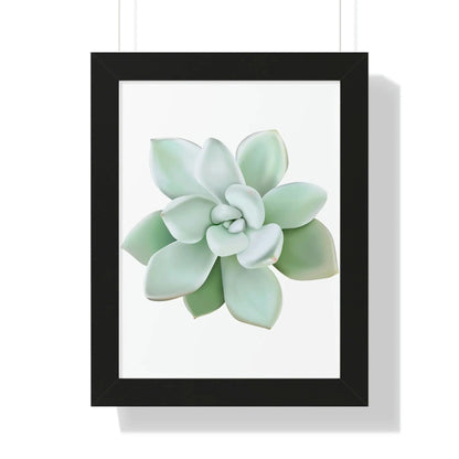 Pachyveria Haagei Succulent Framed Print – Botanical Wall Art