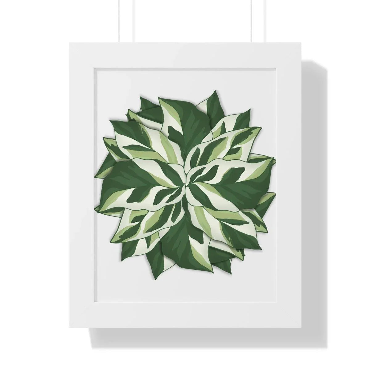 Calathea White Fusion Framed Print – Botanical Wall Art
