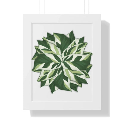 Calathea White Fusion Framed Print – Botanical Wall Art