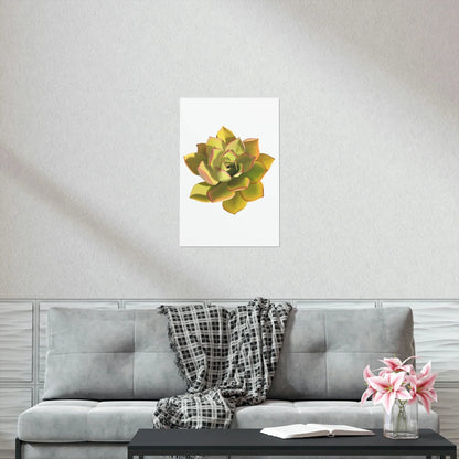 Noble Aeonium Succulent Botanical Print – Unframed Wall Art