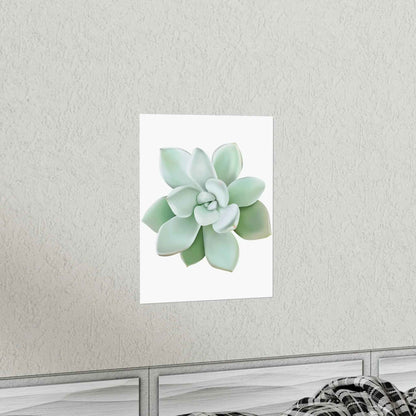 Pachyveria Haagei Succulent Botanical Print – Unframed Wall Art
