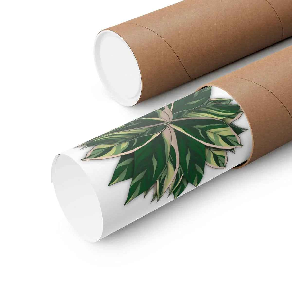 Stromanthe Triostar Botanical Print – Unframed Wall Art