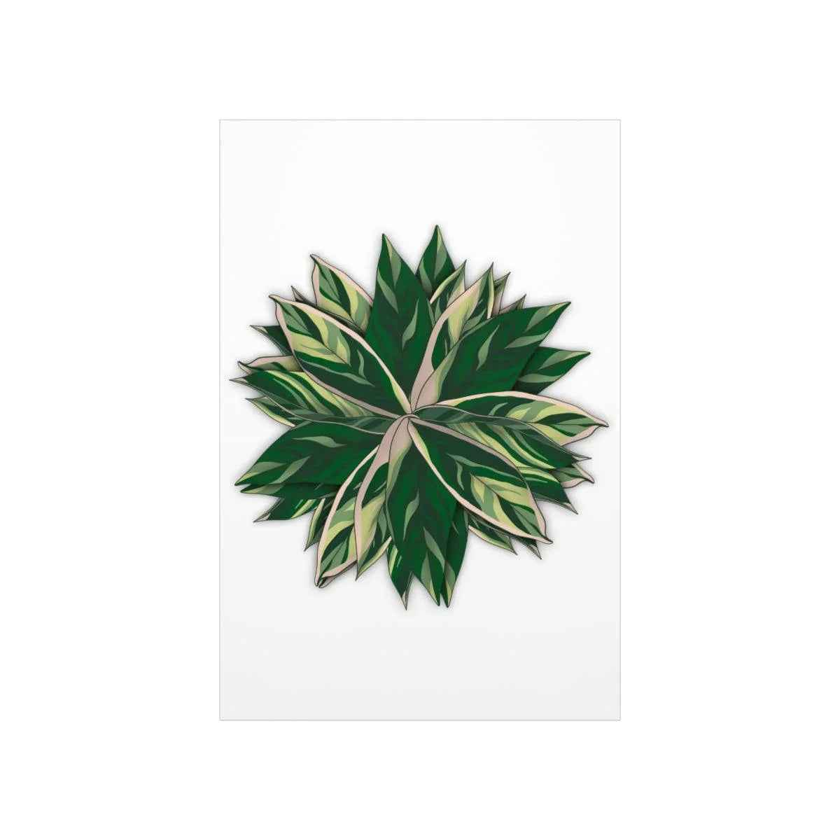 Stromanthe Triostar Botanical Print – Unframed Wall Art