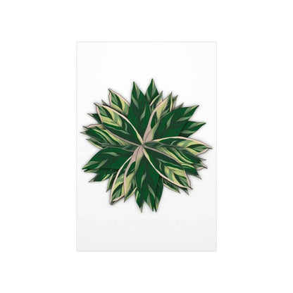 Stromanthe Triostar Botanical Print – Unframed Wall Art
