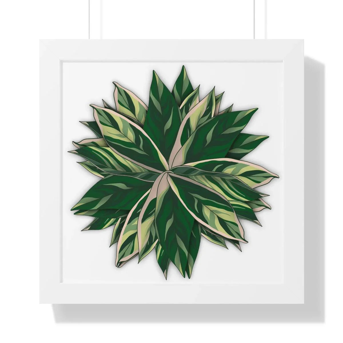 Stromanthe Triostar Framed Print – Botanical Wall Art