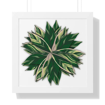Stromanthe Triostar Framed Print – Botanical Wall Art