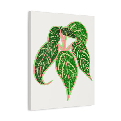 Aglaonema Sparkling Sarah Canvas Print – Botanical Wall Art
