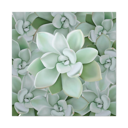 Pachyveria Haagei Succulent Pattern Canvas Print – Botanical Wall Art
