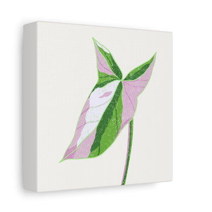 Syngonium Tricolor Canvas Print – Botanical Wall Art