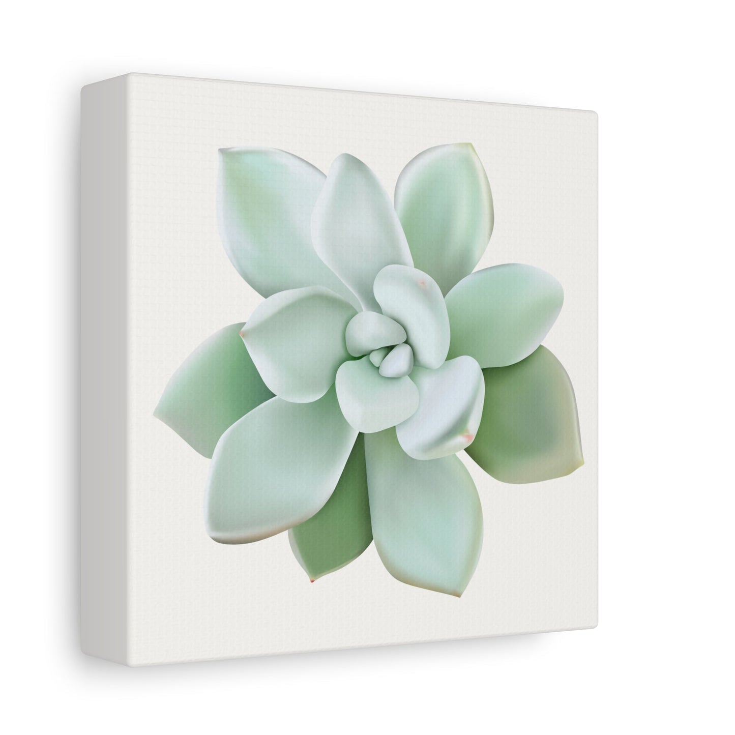 Pachyveria Haagei Succulent Canvas Print – Botanical Wall Art