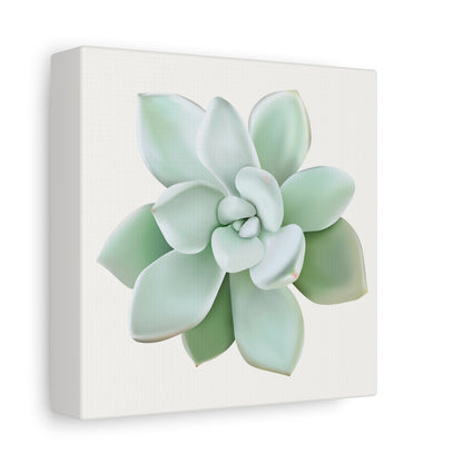 Pachyveria Haagei Succulent Canvas Print – Botanical Wall Art