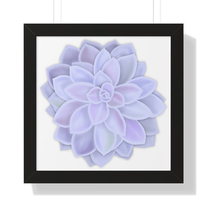 Graptopetalum Murasaki Succulent Framed Print – Botanical Wall Art