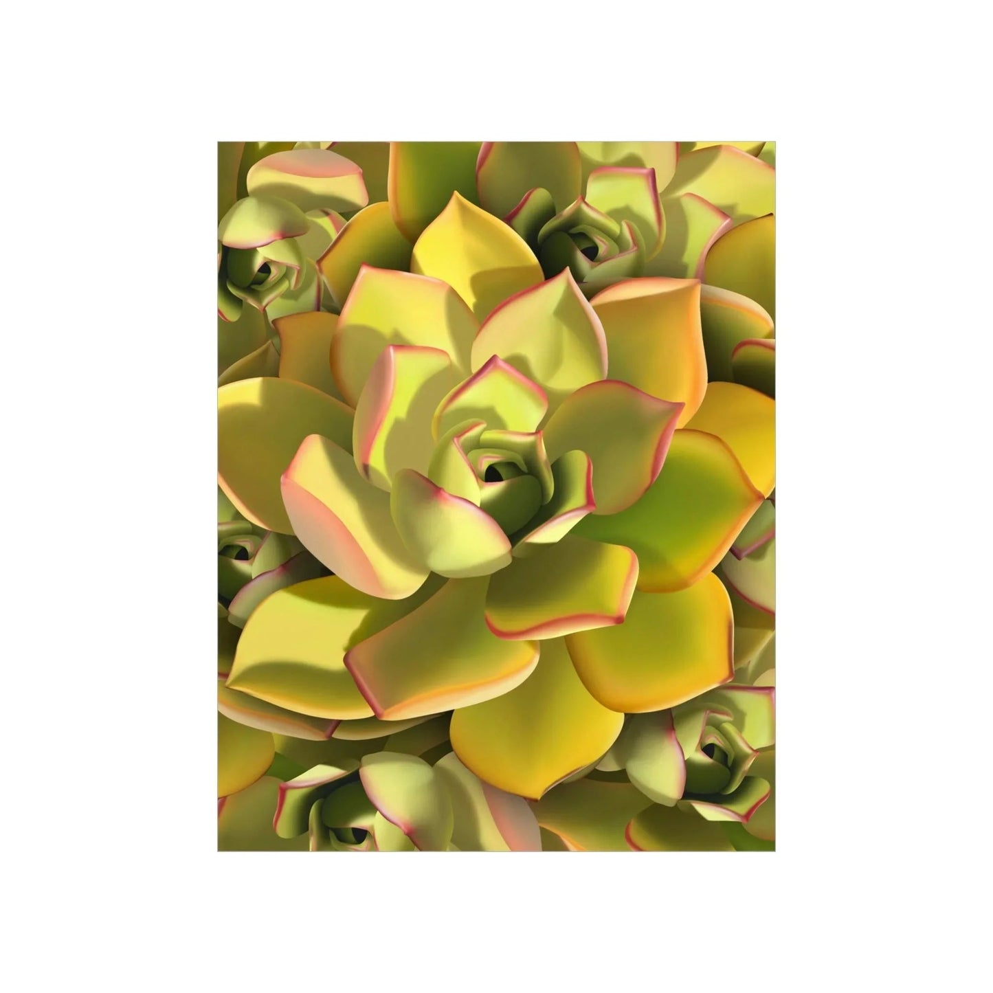 Noble Aeonium Succulent Pattern Botanical Print – Unframed Wall Art