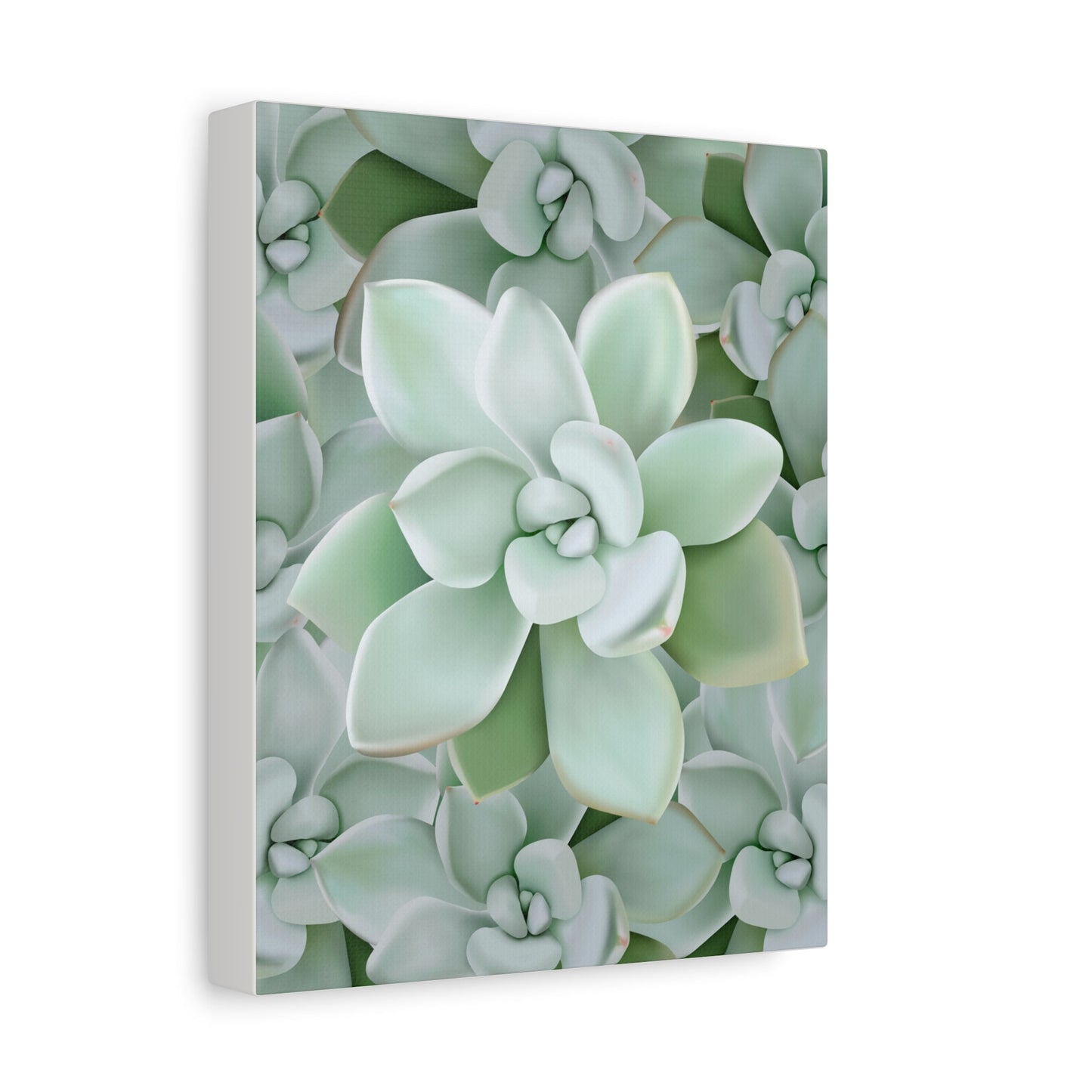 Pachyveria Haagei Succulent Pattern Canvas Print – Botanical Wall Art