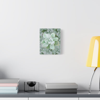 Pachyveria Haagei Succulent Pattern Canvas Print – Botanical Wall Art