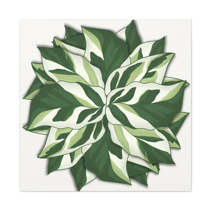 Calathea White Fusion Canvas Print – Botanical Wall Art
