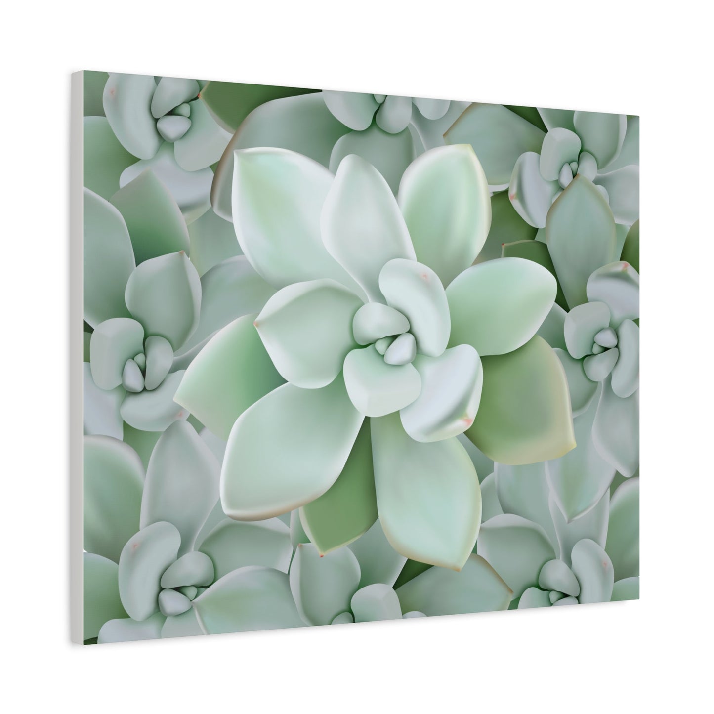 Pachyveria Haagei Succulent Pattern Canvas Print – Botanical Wall Art