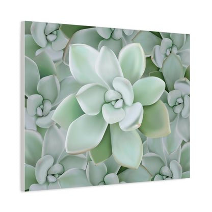 Pachyveria Haagei Succulent Pattern Canvas Print – Botanical Wall Art