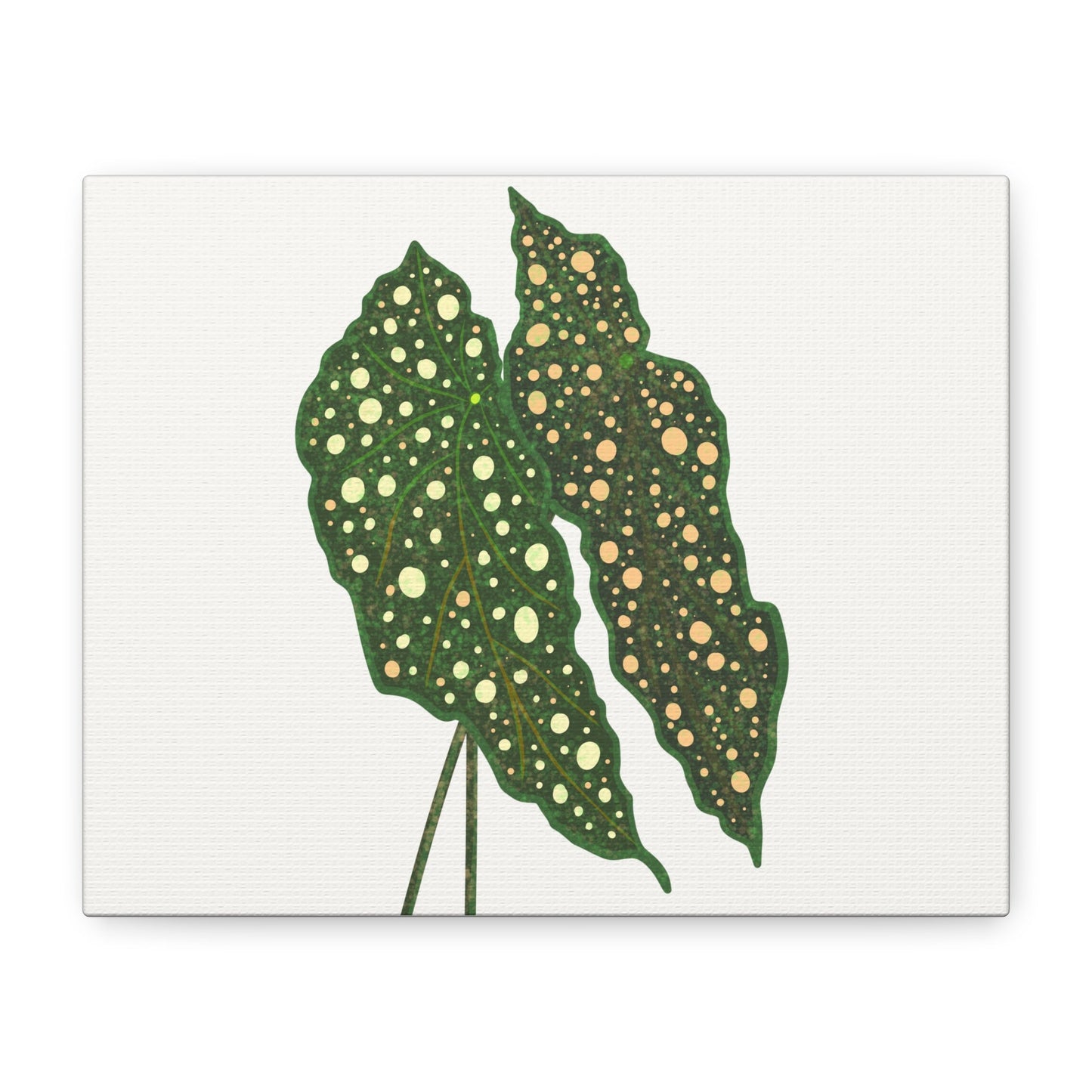 Begonia Maculata Canvas Print – Botanical Wall Art