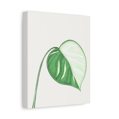 Monstera Albo Canvas Print – Botanical Wall Art
