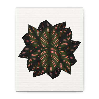 Calathea Pinstripe Canvas Print – Botanical Wall Art