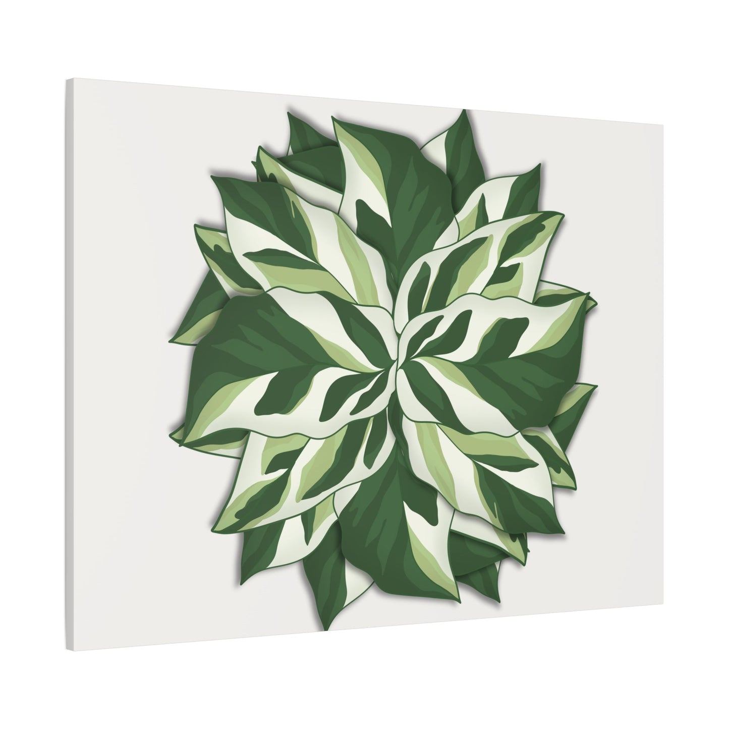 Calathea White Fusion Canvas Print – Botanical Wall Art