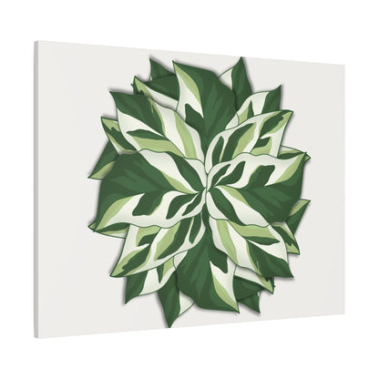 Calathea White Fusion Canvas Print – Botanical Wall Art