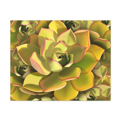 Noble Aeonium Succulent Pattern Canvas Print – Botanical Wall Art