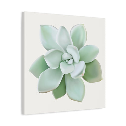Pachyveria Haagei Succulent Canvas Print – Botanical Wall Art