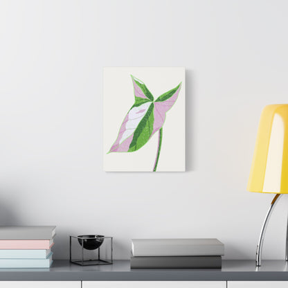 Syngonium Tricolor Canvas Print – Botanical Wall Art