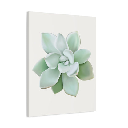 Pachyveria Haagei Succulent Canvas Print – Botanical Wall Art