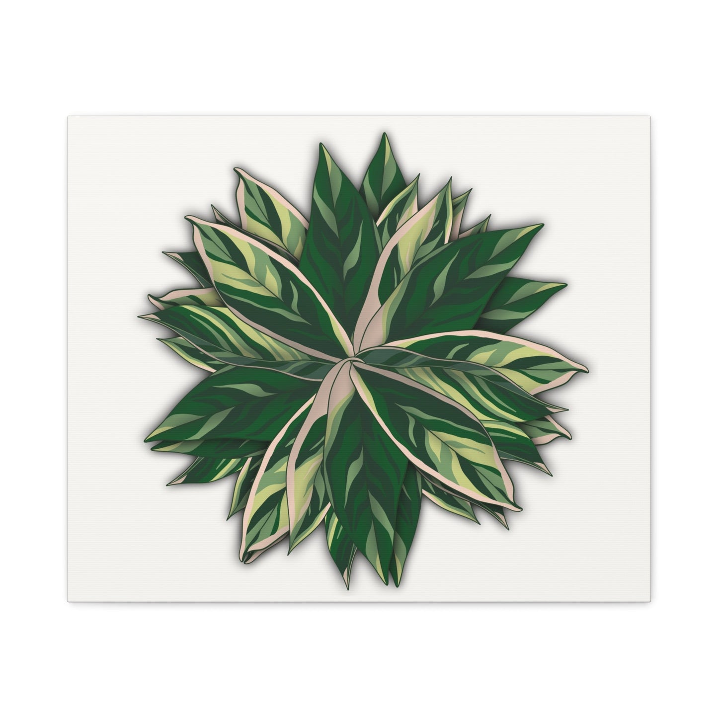 Stromanthe Triostar Canvas Print – Botanical Wall Art