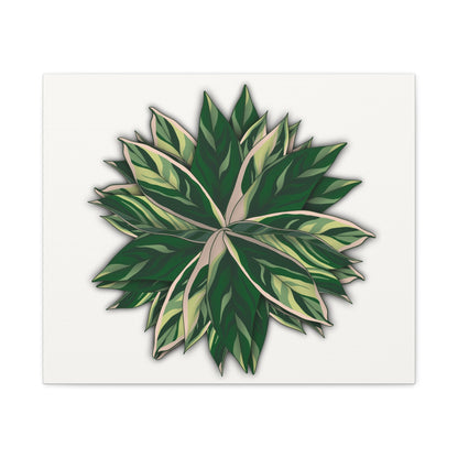 Stromanthe Triostar Canvas Print – Botanical Wall Art