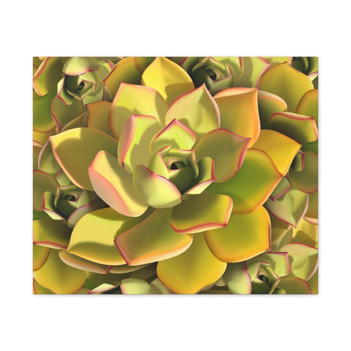 Noble Aeonium Succulent Pattern Canvas Print – Botanical Wall Art