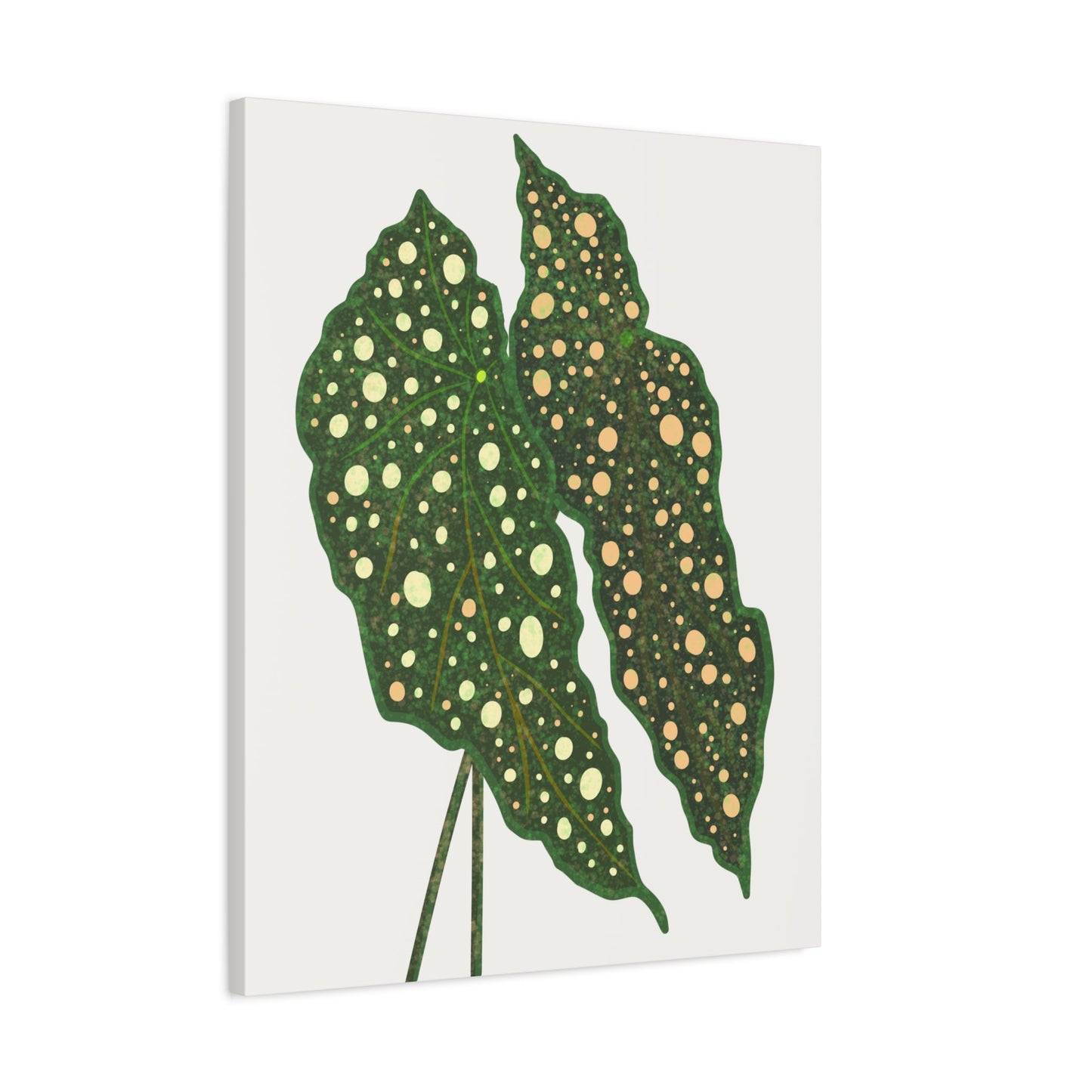 Begonia Maculata Canvas Print – Botanical Wall Art