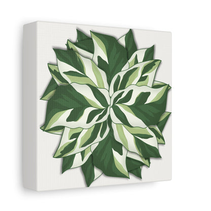 Calathea White Fusion Canvas Print – Botanical Wall Art